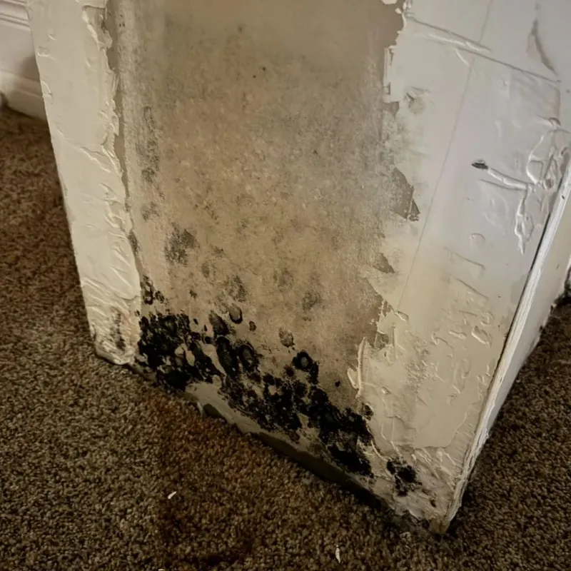 Professional Mold Removal in Mojave, CA
